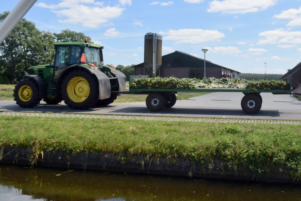 Vom Feld zum Markt, Sonnenblumen