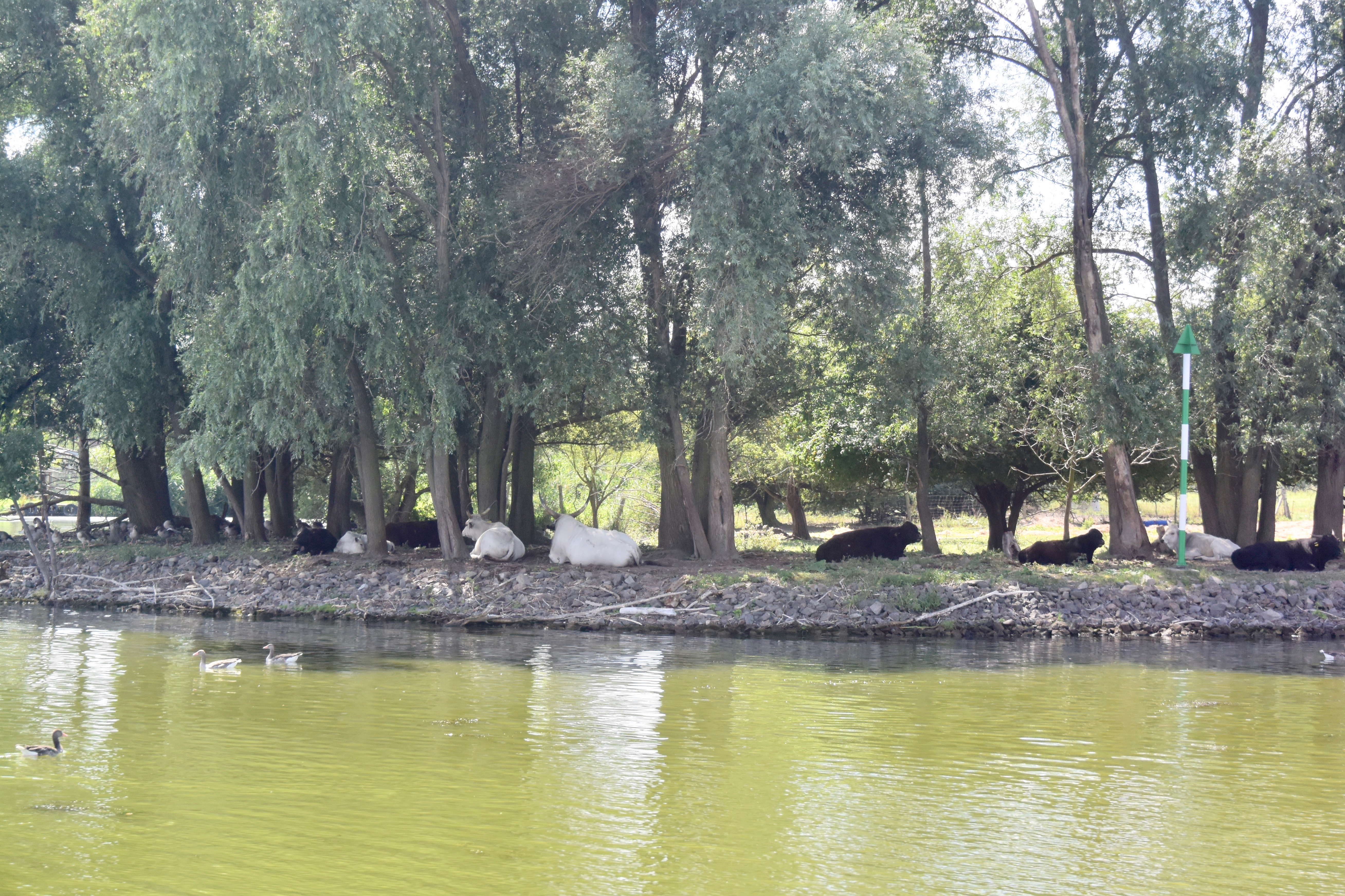 Auch den Tieren ist es deutlich zu heiß