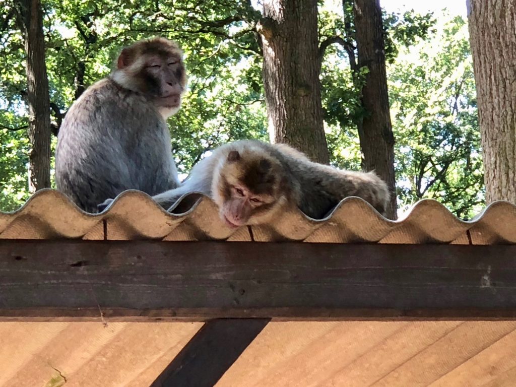 Und jede Menge (freilaufender) Affen