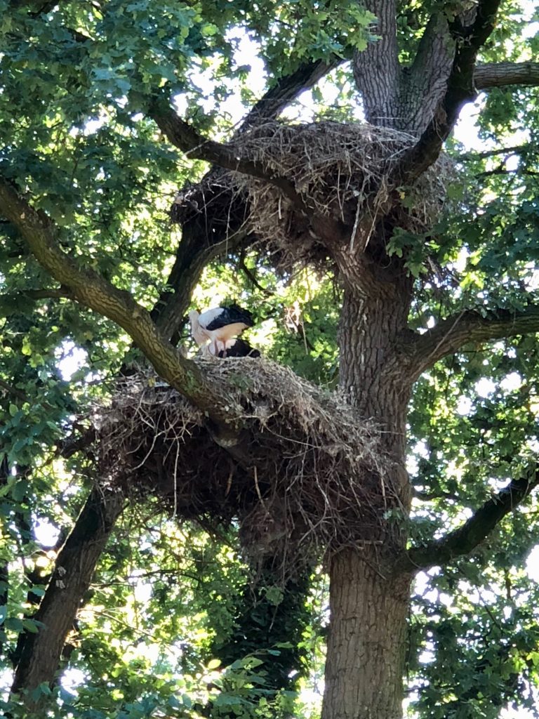 Suchbild mit Störchen