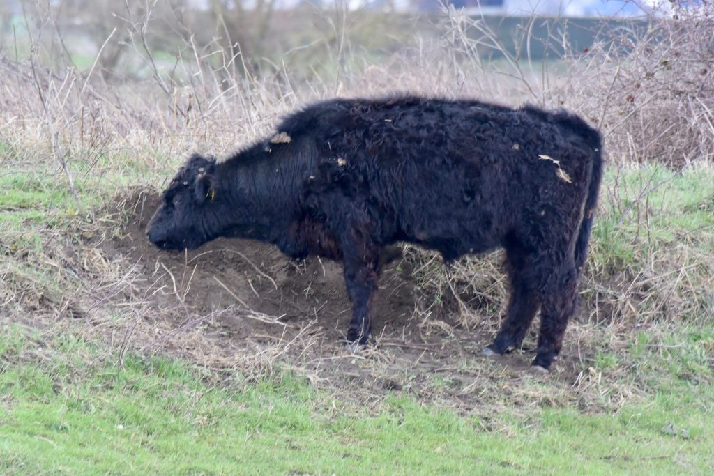 Schwarzvieh beim Bodenaufscharren