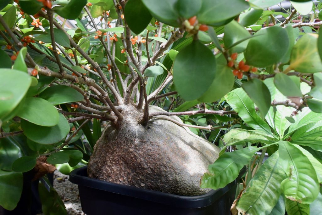 ... für Besucher ist ein entspannter Spaziergang; für Forscher aus aller Welt ein Fundus - die renommierte Sammlung des hortus