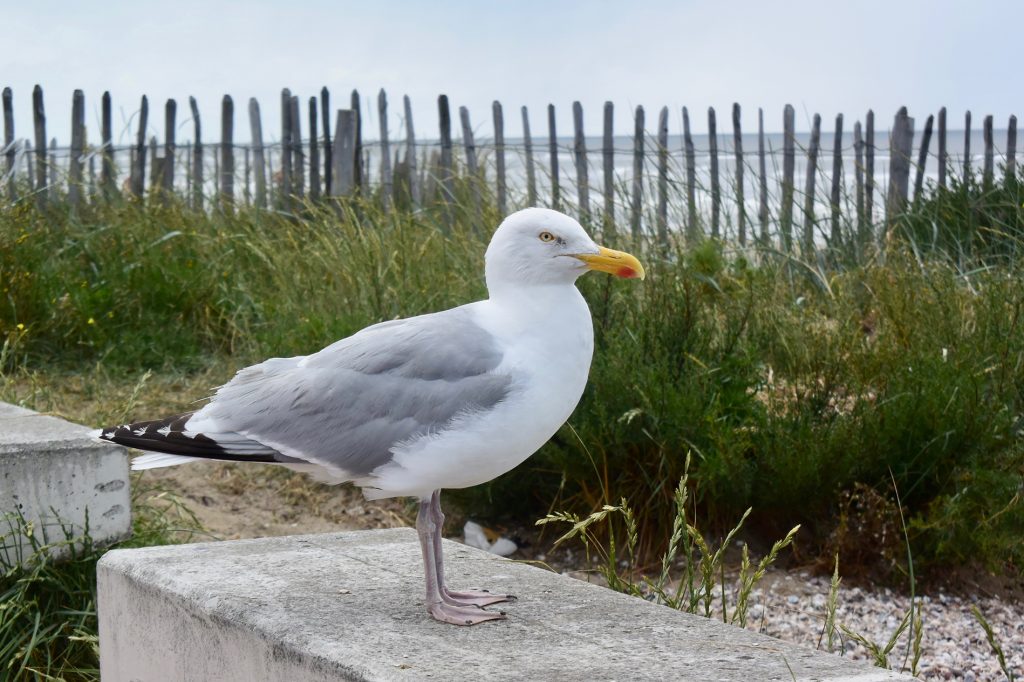 Möwe wartet auf unsere Fütterung – vergebens